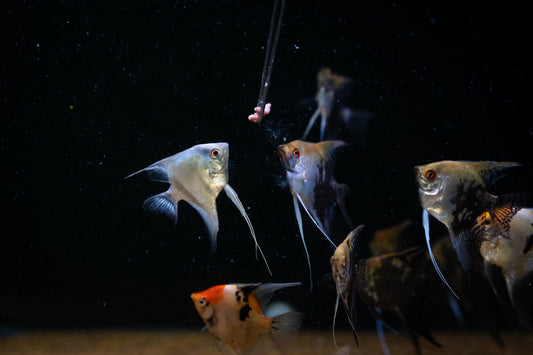 Omega Worms – Frozen Polychaetes (40 g Blister Pack)