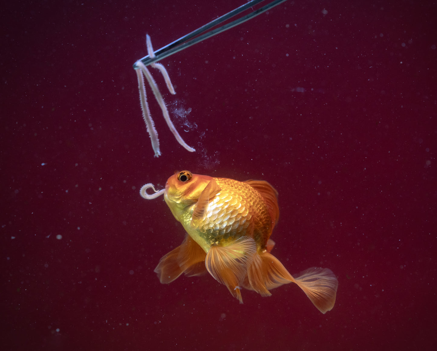 Omega Worms – Frozen Polychaetes (40 g Blister Pack)