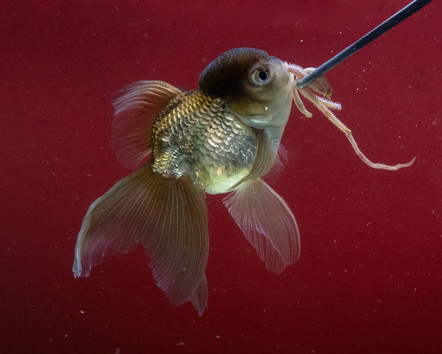 Omega Worms – Frozen Polychaetes (500 g Flat Bag)