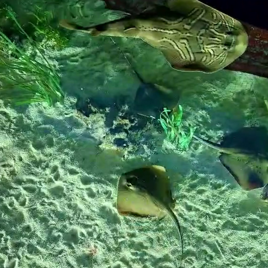 Ray Bites – Frozen Polychaetes (500 g)