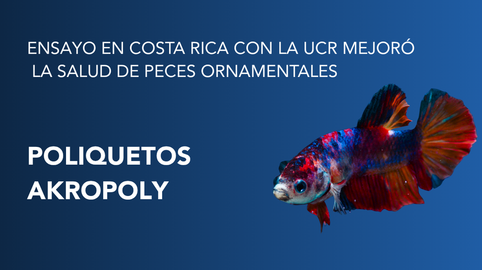Resultados prometedores del ensayo de Akropoly en la UCR con poliquetos en la dieta de peces ornamentales